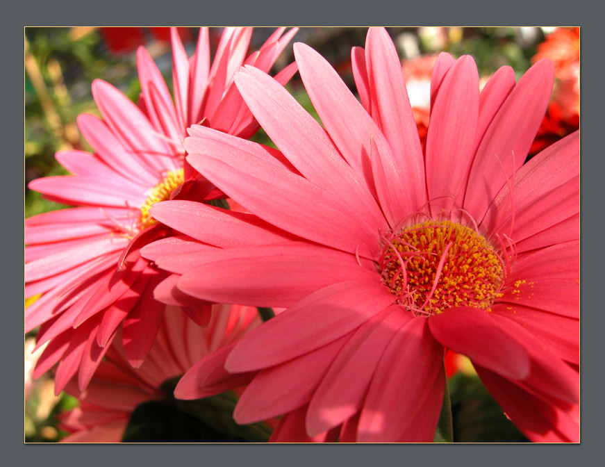 photo "The Twins" tags: nature, macro and close-up, flowers