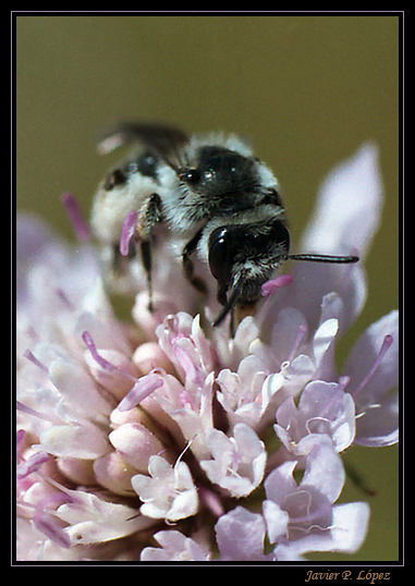 photo "Bee" tags: macro and close-up, nature, insect