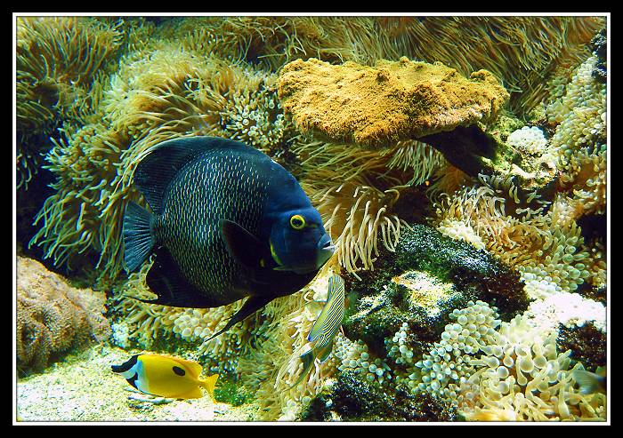 фото "Underwater world" метки: подводные, 