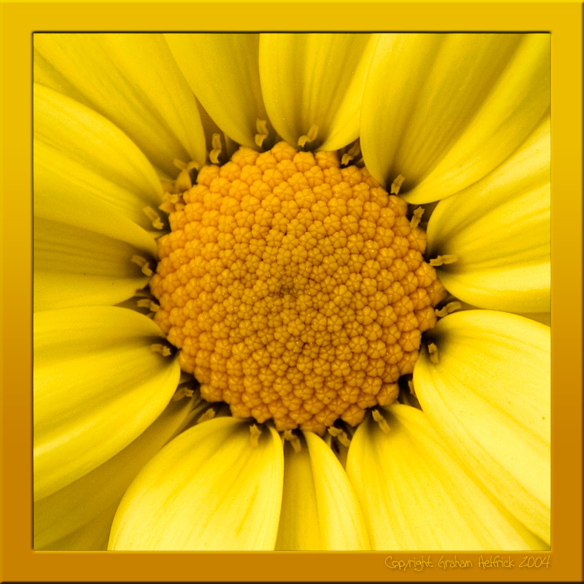 фото "The Sun" метки: макро и крупный план, природа, цветы