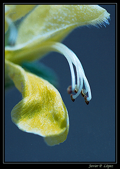 photo "Waiting for insects" tags: macro and close-up, nature, flowers