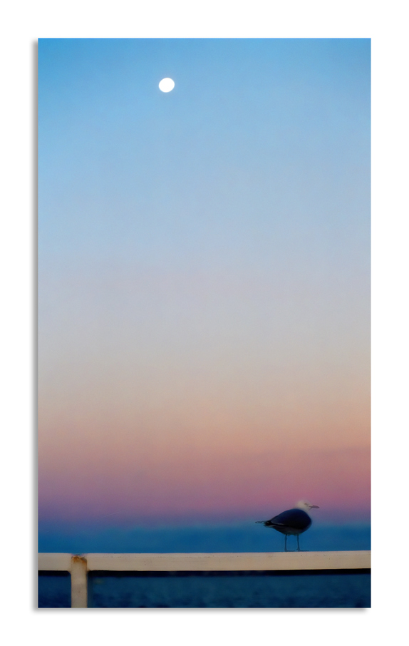 photo "Cold Evening" tags: nature, montage, wild animals