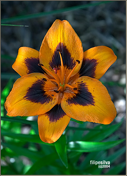 photo "orange" tags: macro and close-up, 