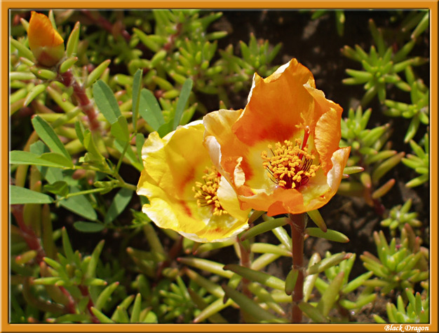 photo "Orange mood" tags: macro and close-up, nature, flowers