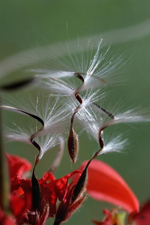 photo "Dancing on scarlet" tags: nature, flowers