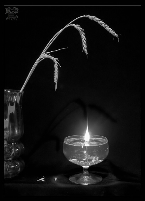 photo "все тянутся к свету" tags: still life, 