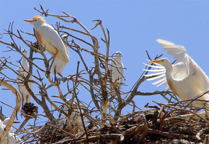 photo "Herons - Garзas" tags: misc., 