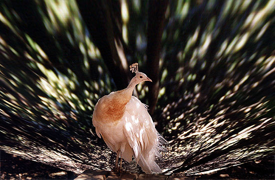 photo "The peacock" tags: nature, wild animals