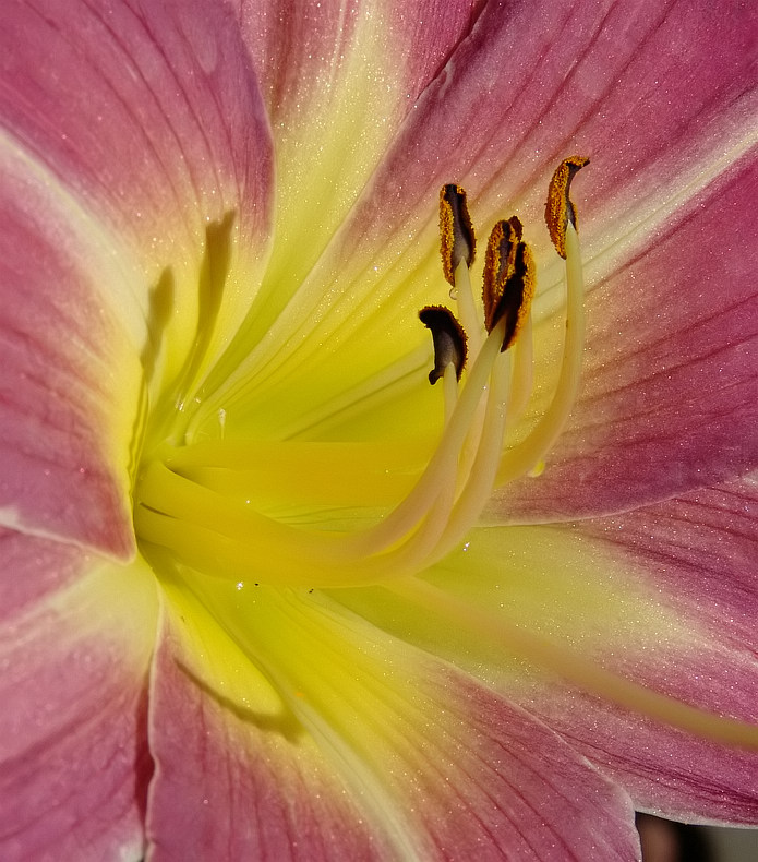 photo "Looking Back" tags: nature, macro and close-up, flowers