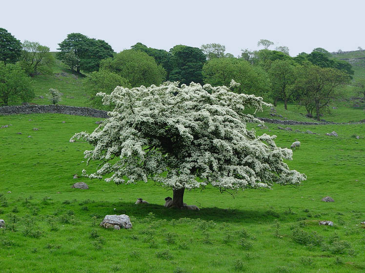 photo "A shade for sheep" tags: landscape, nature, flowers, summer