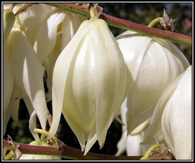photo "Yucca`s flowers" tags: nature, macro and close-up, flowers
