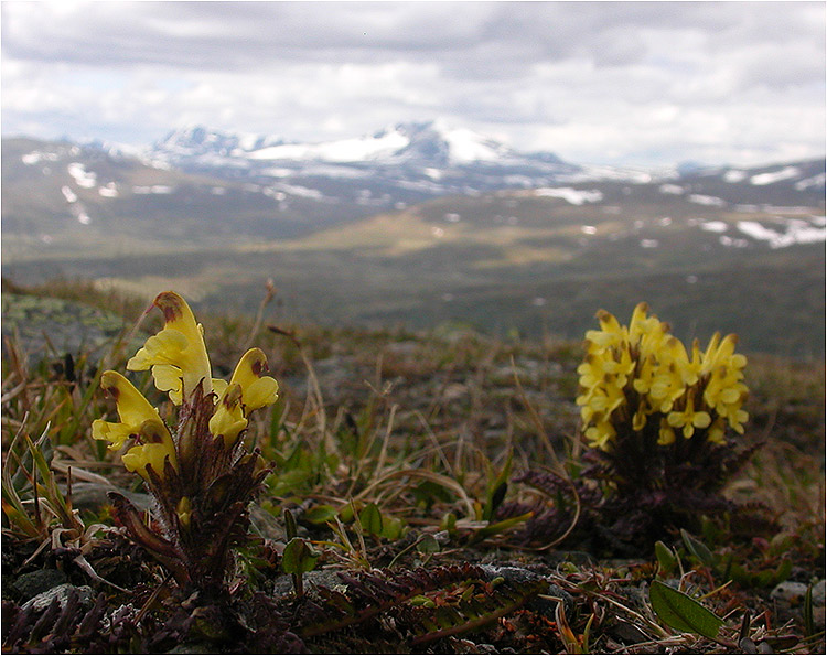 фото "Pedicularis oederi" метки: природа, пейзаж, лето, цветы