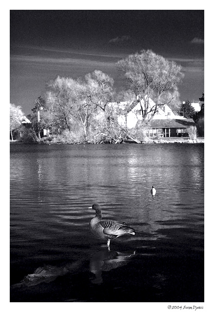 photo "Lonely Duck" tags: nature, black&white, pets/farm animals