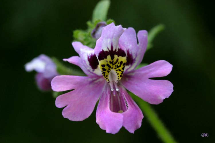 photo "Graceful crumb" tags: nature, macro and close-up, flowers