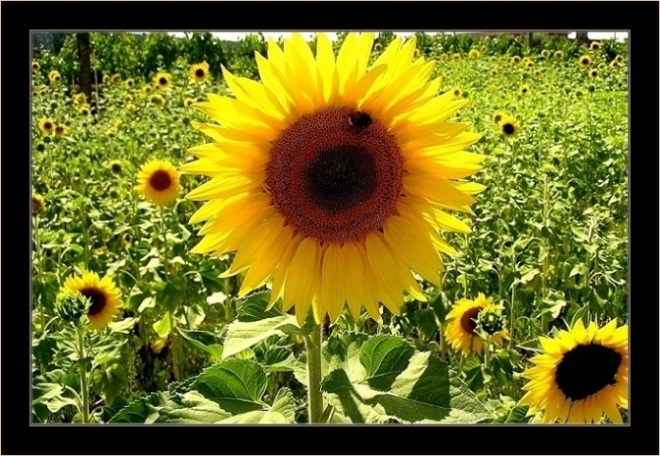 фото "** VAN GOGH...**" метки: природа, пейзаж, лето, цветы