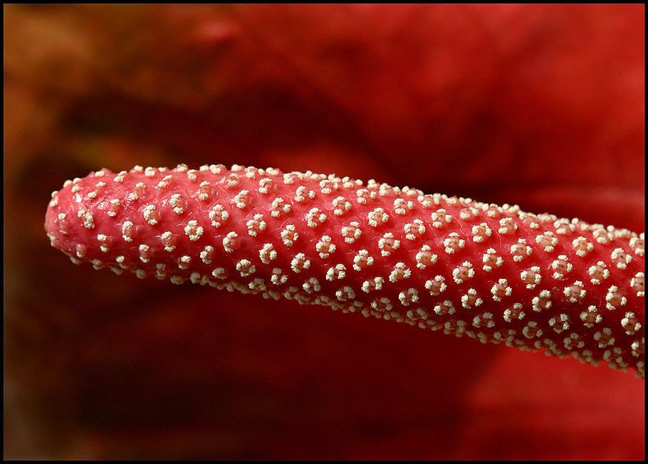 photo "Antherium" tags: nature, flowers