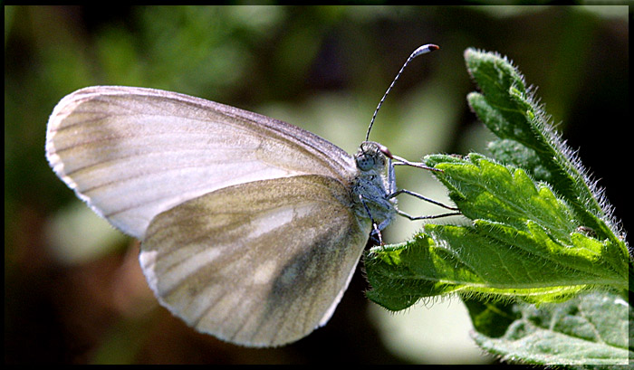 photo "Untitled photo" tags: macro and close-up, nature, insect