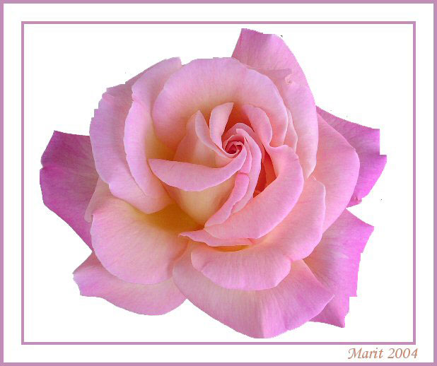 фото "My Rose" метки: макро и крупный план, природа, цветы