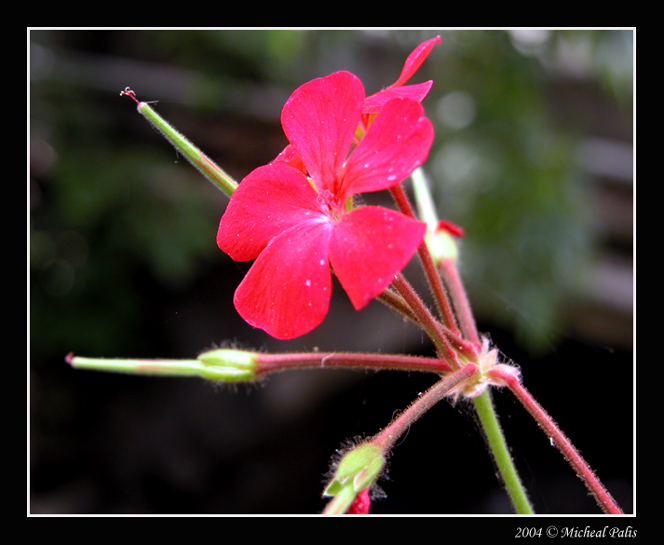 photo "****" tags: macro and close-up, nature, flowers