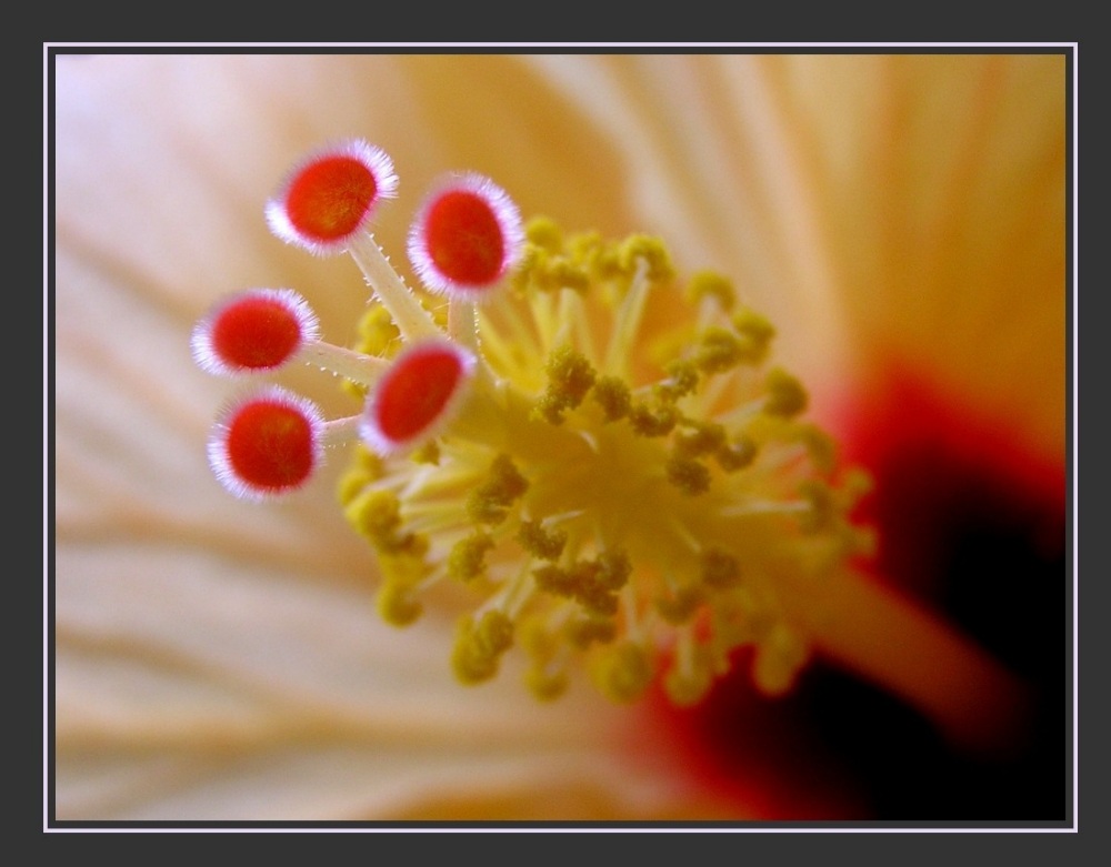 фото "hibiscus" метки: природа, цветы