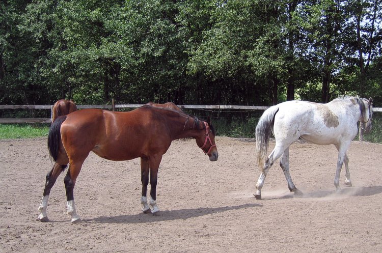 фото "horses" метки: природа, домашние животные