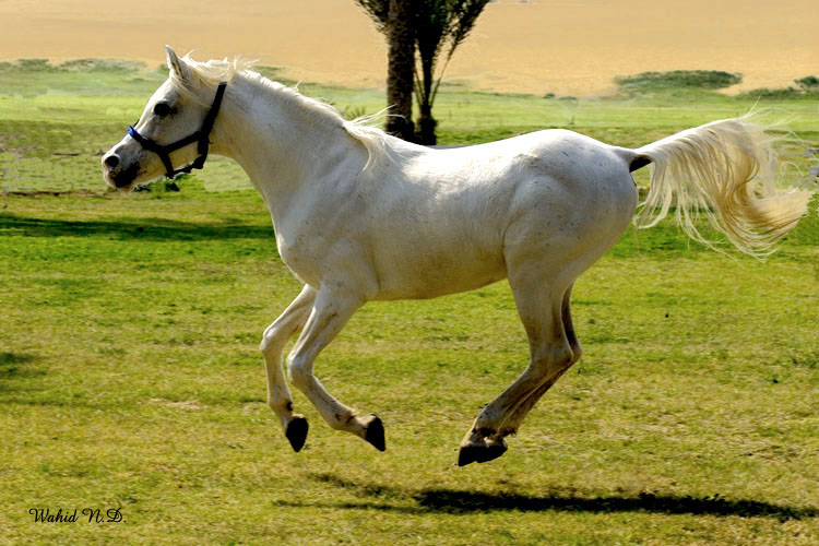 photo "Horses#6" tags: nature, pets/farm animals