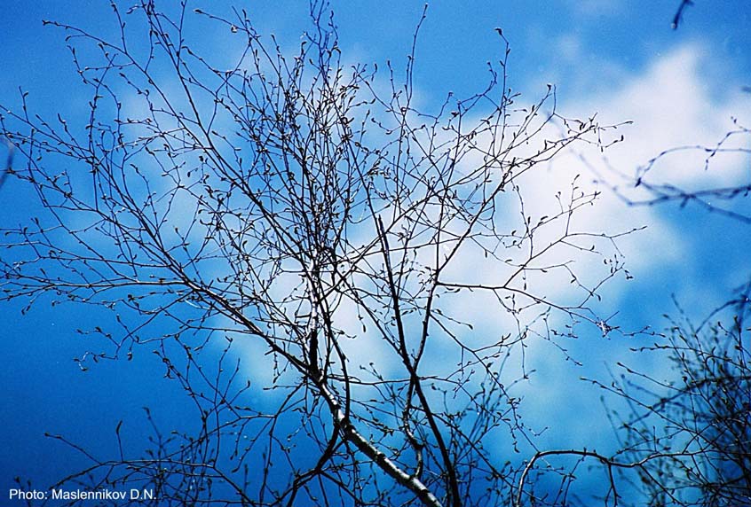фото "Под небом голубым." метки: природа, пейзаж, облака