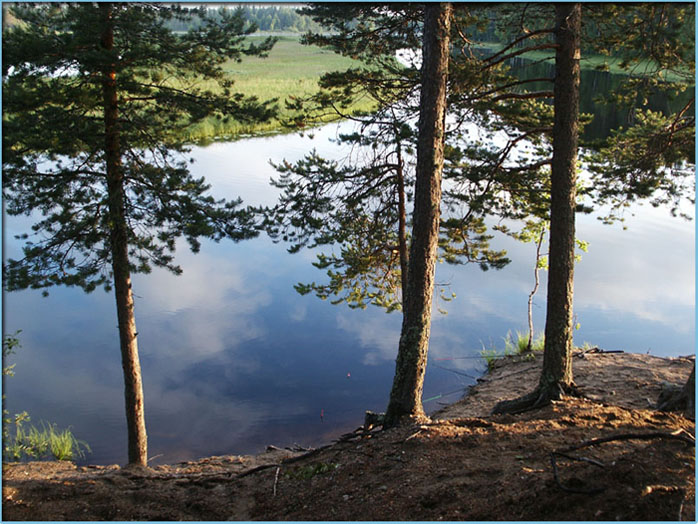 photo "Trees" tags: landscape, summer, water