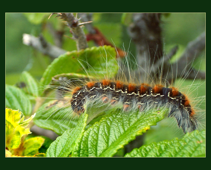 photo "We soft and fluffy ;)" tags: nature, macro and close-up, insect