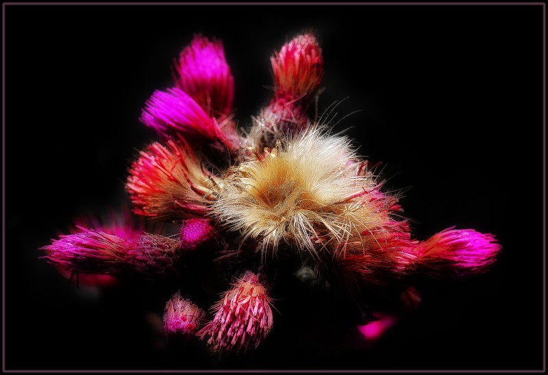 фото "Flower" метки: природа, макро и крупный план, цветы