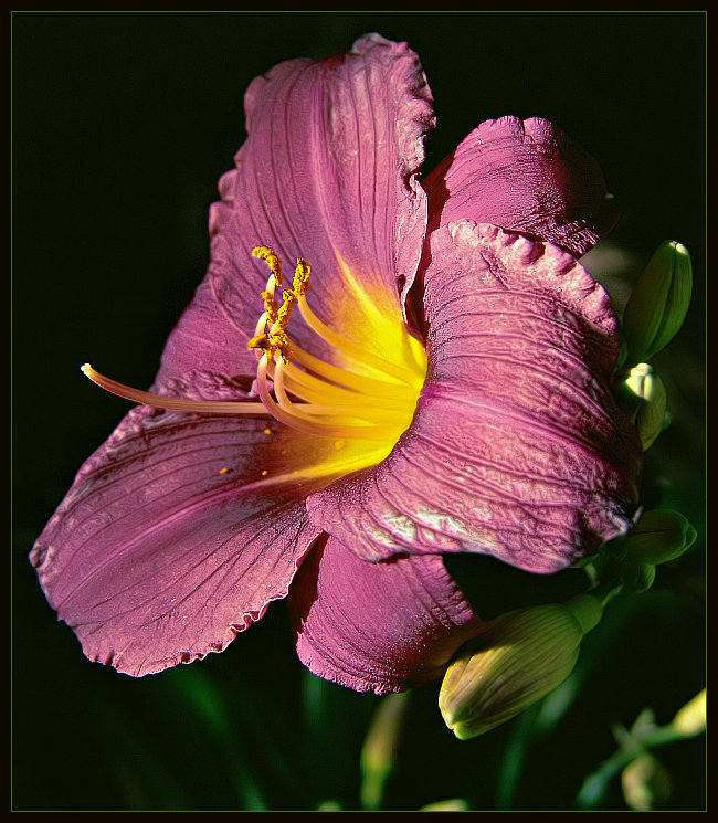 photo "*****" tags: macro and close-up, nature, flowers