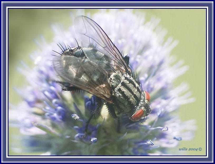 фото "The fly in adidas" метки: макро и крупный план, природа, насекомое