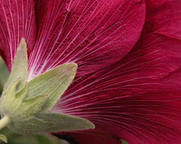 фото "side shot" метки: природа, цветы