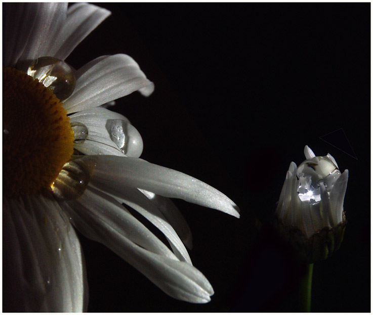 photo "The rain has dreamed me" tags: nature, flowers