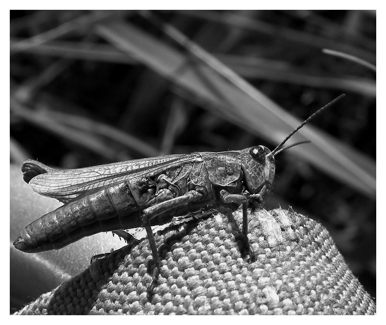photo "Locust" tags: macro and close-up, 