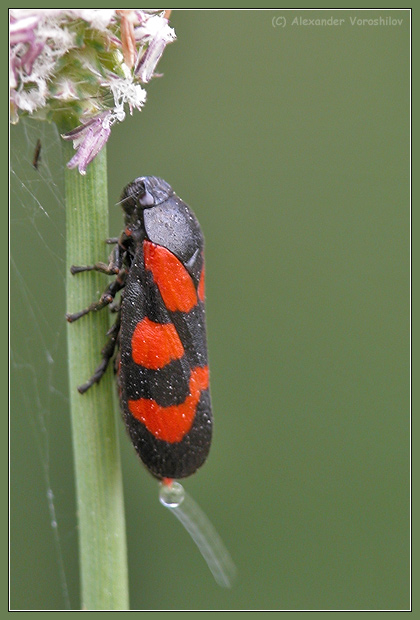 photo "In process..." tags: nature, macro and close-up, insect