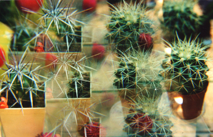 photo "The world of cactuses" tags: macro and close-up, still life, 
