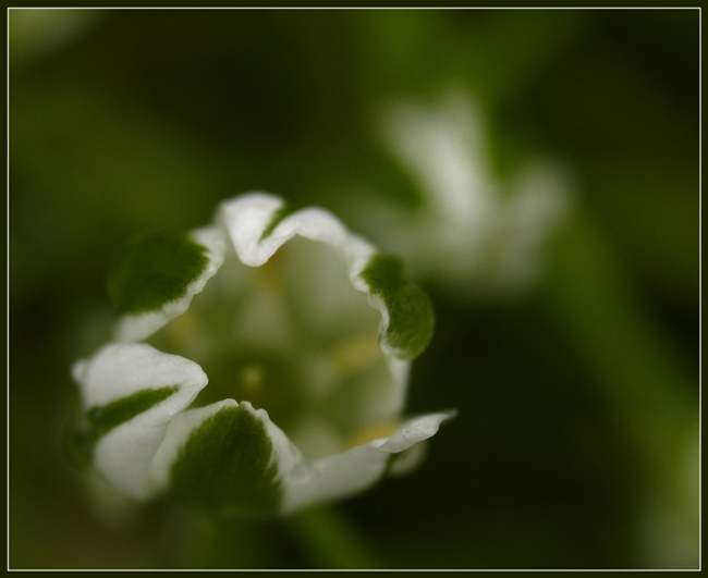 photo "Uncover Soul." tags: genre, macro and close-up, 