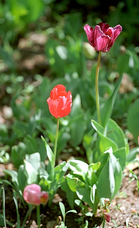 photo "Shades of colors ..." tags: nature, flowers