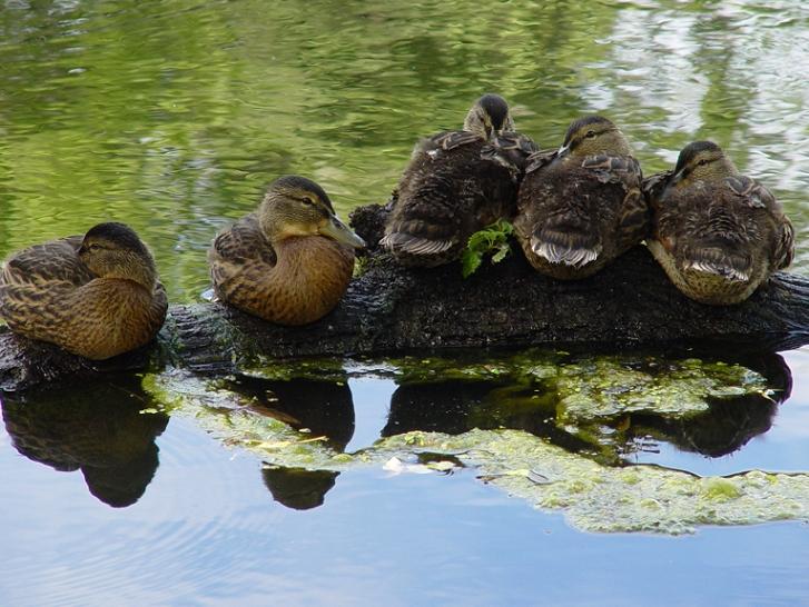 photo "five" tags: nature, travel, Europe, wild animals