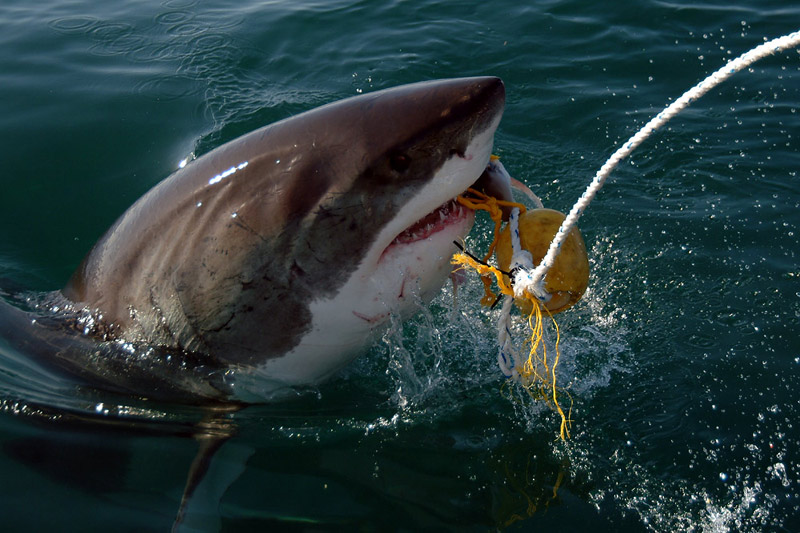photo "The Bait" tags: travel, Africa