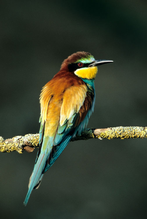 photo "European bee-eater" tags: nature, wild animals