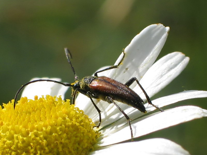фото "Усатик" метки: макро и крупный план, природа, насекомое