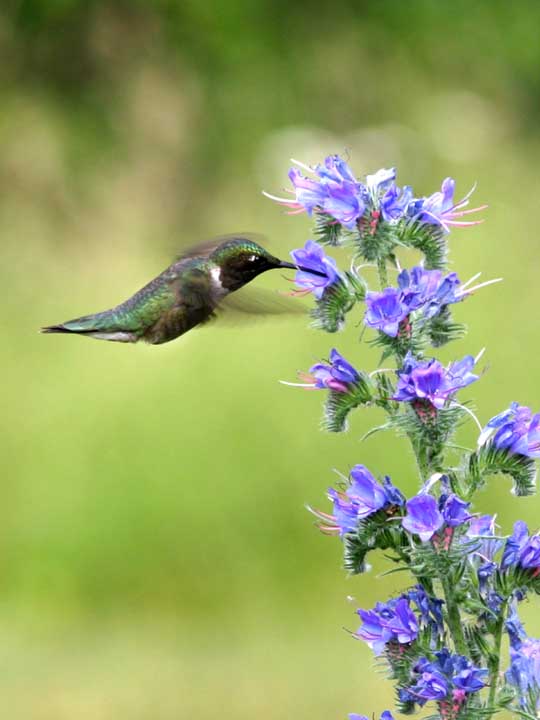 photo "Humming Bird" tags: nature, flowers, wild animals