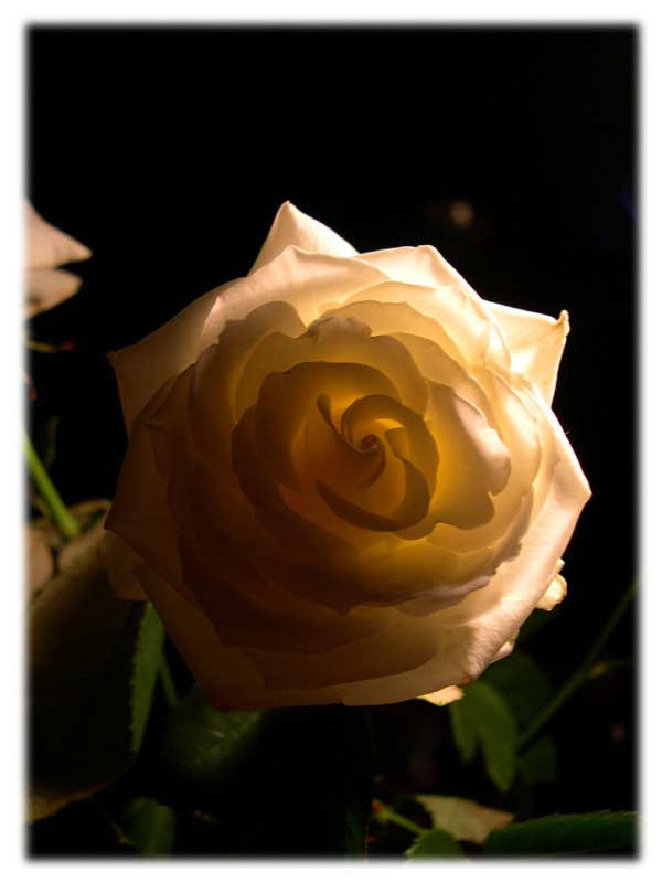 photo "Rose" tags: nature, flowers