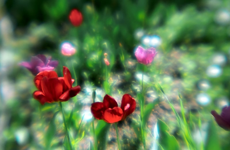 photo "Images in dreams... (1)" tags: genre, nature, flowers