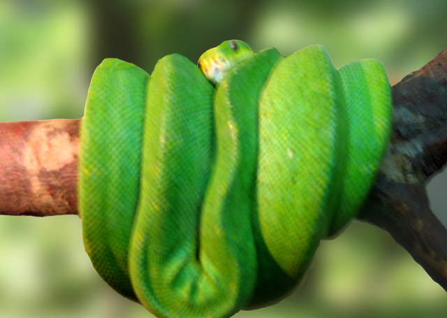 photo "snake" tags: nature, misc., wild animals