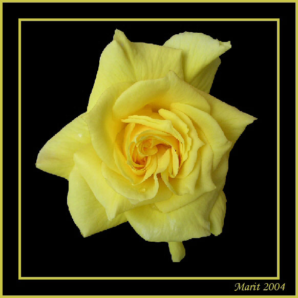 фото "Yellow Rose" метки: макро и крупный план, природа, цветы