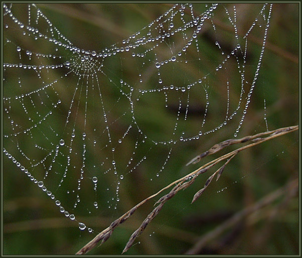 photo "Unchained Melody" tags: macro and close-up, nature, 