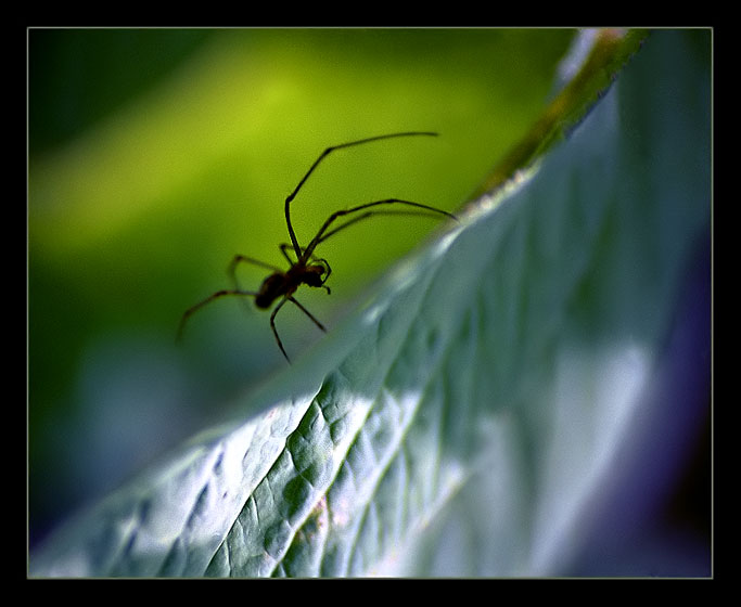 photo "Behind a sheet" tags: macro and close-up, nature, insect